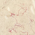 Rosalia